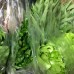 金鐘空心菜-300g/包
