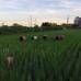 金鐘越光米-糙米-單包