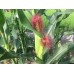 紅鬚玉米筍-10根裝-包