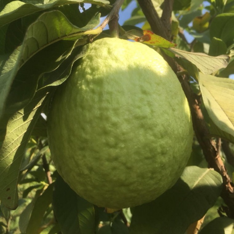 珍珠芭樂-20斤裝 珍珠芭樂-20斤裝