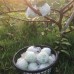 珍珠芭樂-20斤裝 珍珠芭樂-20斤裝