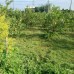 珍珠芭樂-20斤裝 珍珠芭樂-20斤裝