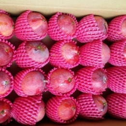 愛文芒果-嚴選屏農-20粒裝-含運價