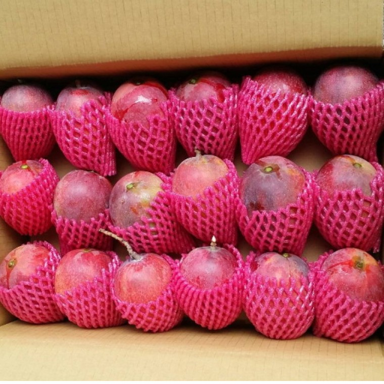 愛文芒果-嚴選屏農-18粒裝-含運價 愛文芒果-嚴選屏農-18粒裝-含運價